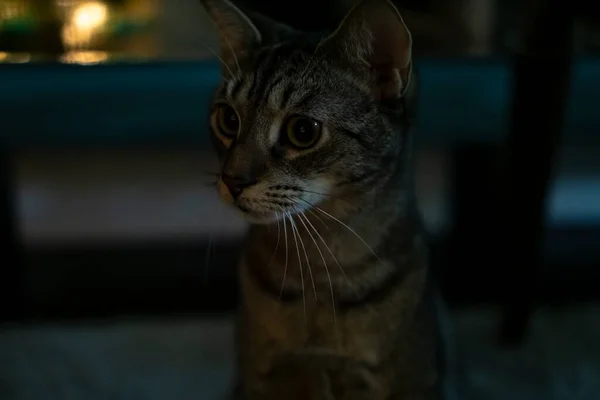 Kedi Büyük Şaşkın Gözlerle Geleceğe Bakıyor — Stok fotoğraf