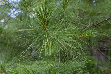 Ormandaki Pinus Parviflora Glauca çamı dallarına yakın çekim. Yeşil ve gümüşi çam iğneleri.