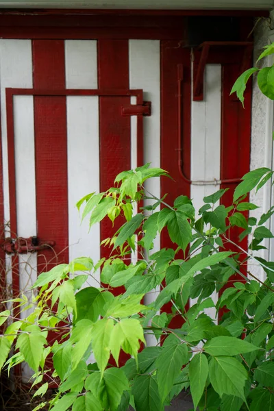 Червоно Біла Смугаста Дерев Яна Стіна Фоном Дверей Зеленим Листям — стокове фото