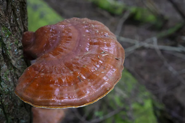 Stora Polyporer Som Växer Bark Ett Träd Skogen Närbild Röd — Stockfoto