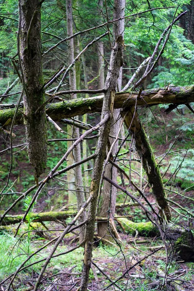 Muchos Árboles Viejos Rotos Después Tormenta Viento Asqueroso Bosque — Foto de Stock