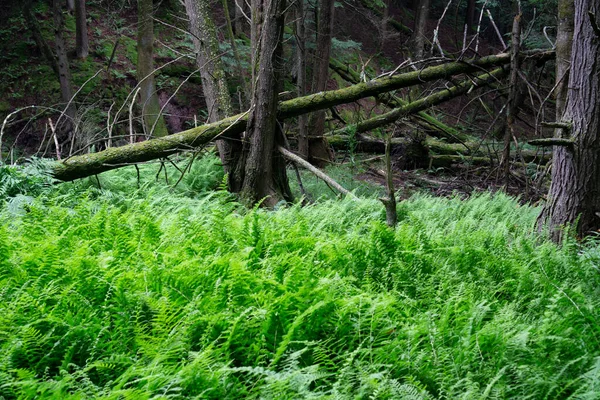 Helechos Bosque Con Árboles Alrededor Rotos Por Viento Asqueroso — Foto de Stock