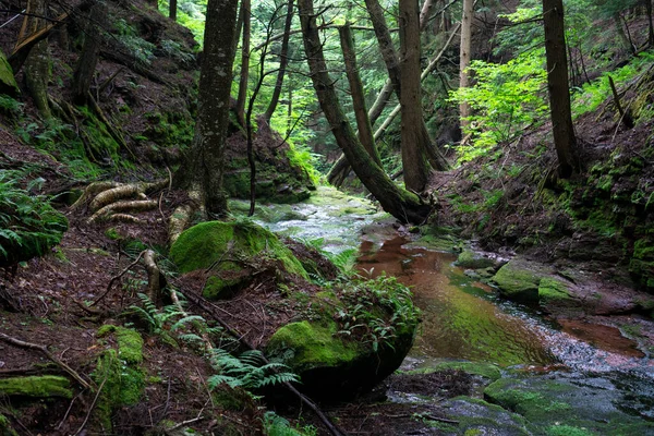 Río Montaña Bosque Verde Arroyo Claro Con Piedras Árboles Alrededor — Foto de Stock