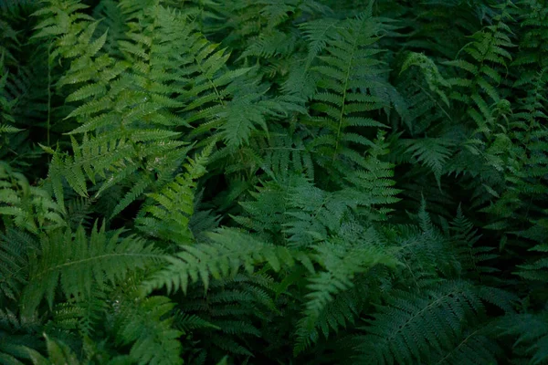 Nahaufnahme Von Grünen Farnen Einem Wald Hintergrund Aus Grünen Farnblättern — Stockfoto