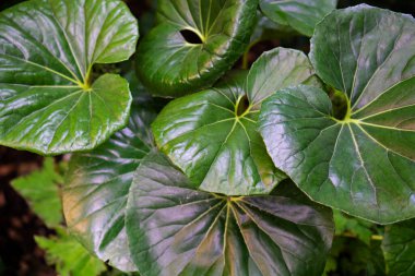 Bahçedeki yeşil doğal yapraklar şablon, arkaplan, duvar kağıdı