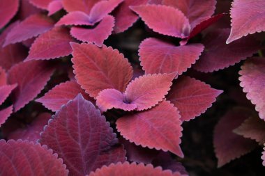 Yukarıdan kırmızı yapraklara yakın çekim. Kızıl saçlı Coleus.