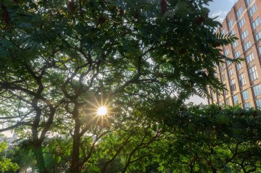 Şehirdeki bir ağaç dalından gelen güneş ışınları