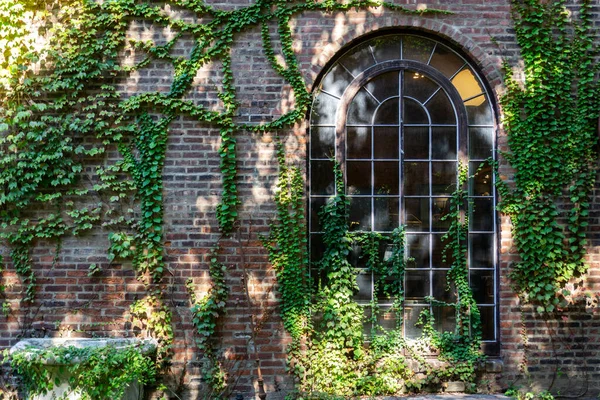 Ein Gewölbtes Fenster Einem Backsteingebäude Efeu Klettert Die Wand — Stockfoto