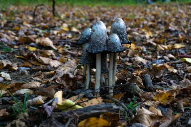 Bir grup Shaggy Ink Cap mantarı (Coprinus koması) sonbahar mevsiminde bir ormanda bulunur.