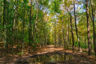 Ormanın sonbahar manzarası. Renkli ağaçlar ve patikalar sahneye çıkıyor.