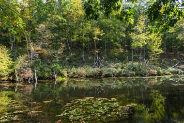 Bataklıktaki ağaçların yansımasıyla sonbahar mevsiminde orman manzarası