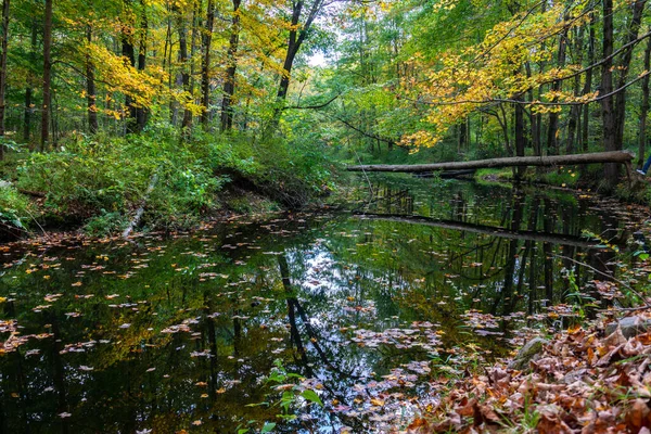 Blick Auf Den Wald Herbst Mit Reflexion Der Bäume Fluss — Stockfoto