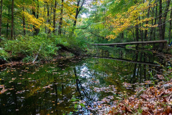 Vista Floresta Época Outono Com Reflexo Árvores Rio — Fotografia de Stock