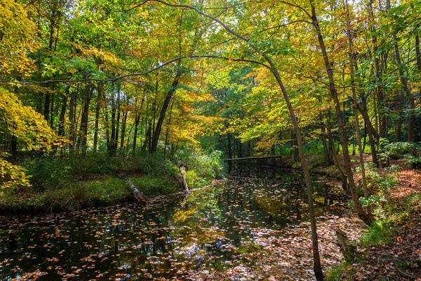 Blick Auf Den Wald Herbst Mit Reflexion Der Bäume Fluss — Stockfoto