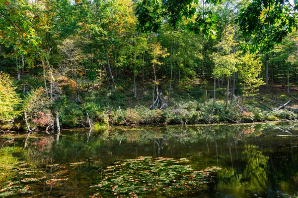 Blick Auf Den Wald Herbst Mit Reflexion Der Bäume Feuchtgebietssumpf — Stockfoto