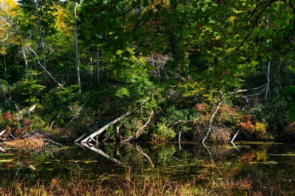 Blick Auf Den Wald Herbst Mit Reflexion Der Bäume Feuchtgebietssumpf — Stockfoto