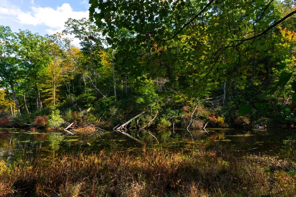 Vista Floresta Época Outono Com Reflexo Árvores Pântano Pantanoso — Fotografia de Stock