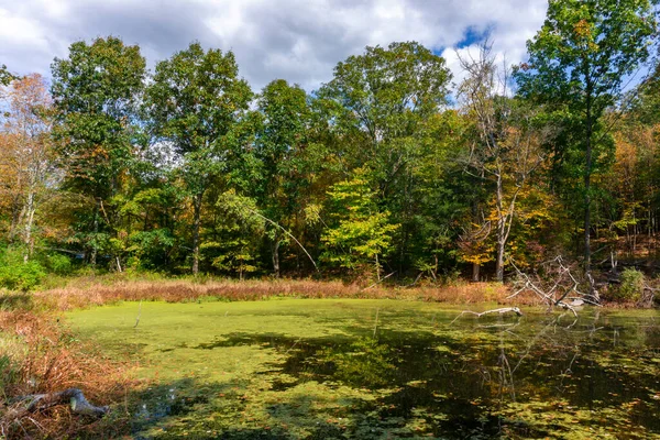 Blick Auf Den Wald Herbst Mit Reflexion Der Bäume Feuchtgebietssumpf — Stockfoto