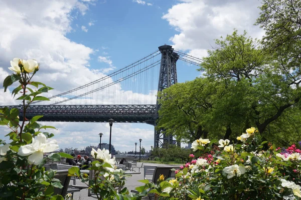 Williamsburg Most Shora Růže Stromy Dolním Manhattanu — Stock fotografie