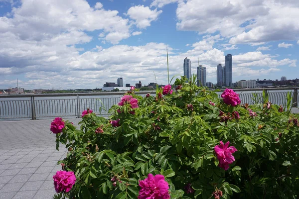 Brooklyn Sobre East River Visto Desde Lado Manhattan Rosas Rosadas —  Fotos de Stock