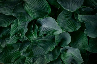 Bahçedeki yeşil doğal yapraklar şablon, arkaplan, duvar kağıdı