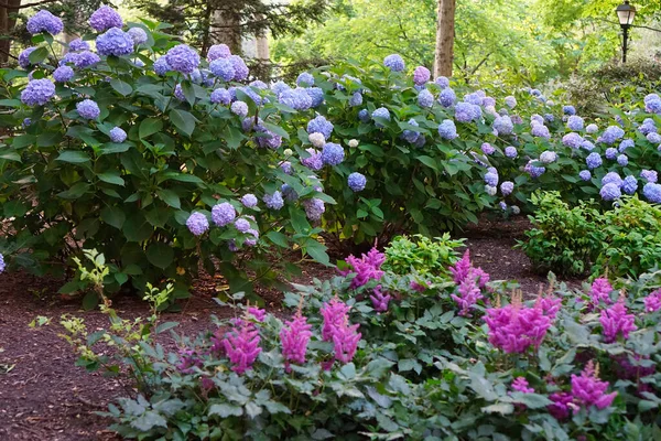 庭のカラフルな花 公園内の美しい植物に加えられた柔らかい焦点 ノイズ 青紫陽花と低木 — ストック写真