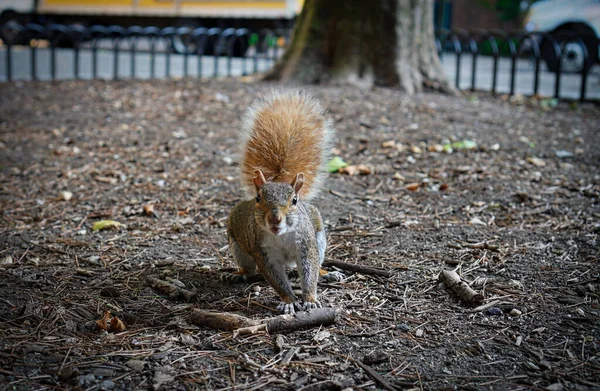 Vista Cerca Una Curiosa Ardilla Gris Sentada Suelo — Foto de Stock