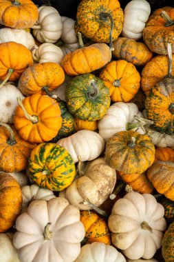 Şükran Gününüz kutlu olsun. Çeşitli balkabakları ve sonbahar sukabakları seçimi
