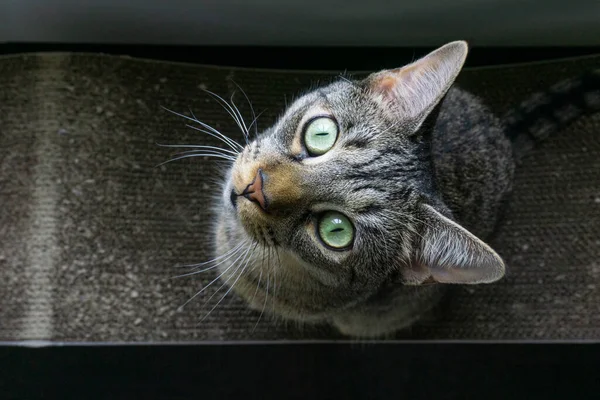 Schöne Braun Orange Gestromte Katze Schaut Auf Und Sitzt Auf — Stockfoto