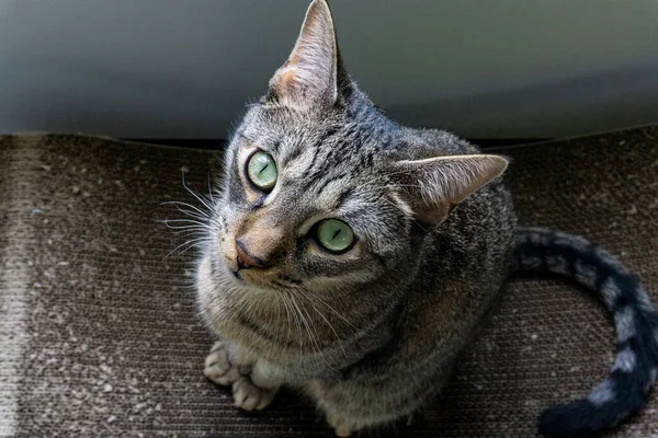 Schöne Braun Orange Gestromte Katze Schaut Auf Und Sitzt Auf — Stockfoto