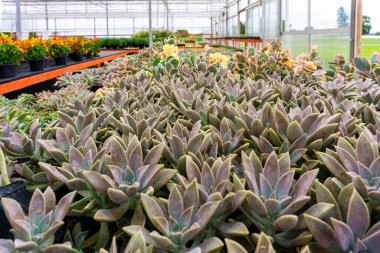 Bir serada ya da bitki yetiştirme yurdunda sıralanmış sulu bitkiler ve diğer bitkiler.