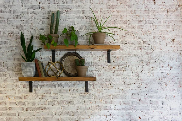 Modern Stylish White Brick Wall Shelves Plants Them — Stock Photo, Image