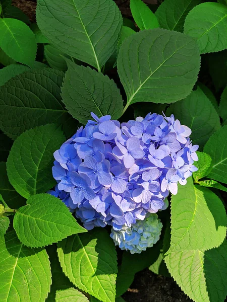 Close Blue Hydrangea Flower Surrounded Green Leaves Flower Bloom — Stock Photo, Image