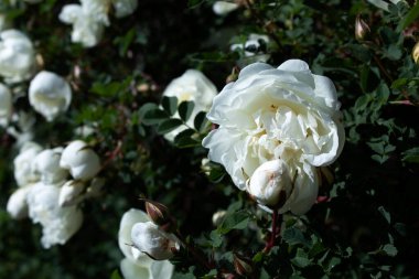 Beyaz duble Brier çalısı. güzel çiçek arkaplanı