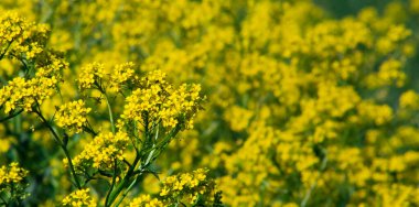 Parlak yaz arkaplanı, yakın planda sarı çiçekler. Tarlada yabani çiçekler.