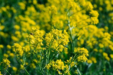 Parlak yaz arkaplanı, yakın planda sarı çiçekler. Tarlada yabani çiçekler.