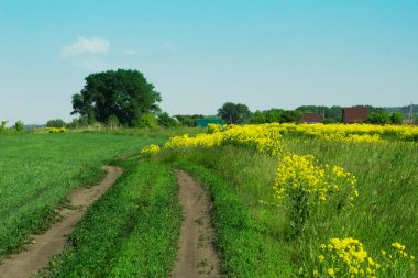 Yaz manzarası, köyün kıyısındaki toprak yol, buğday tarlası boyunca yol.