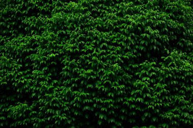 gölgeli sık ahşap arkaplan