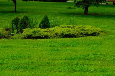 Çimlerin arasında çiçeklenmiş güzel bir park