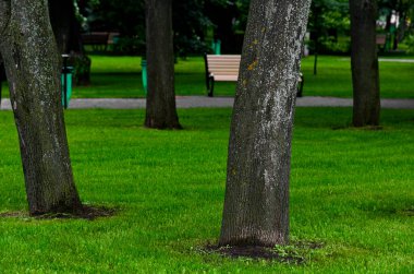 Şehrin ortasında küçük bir park ormanı.