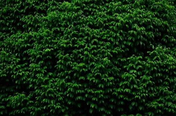 gölgeli sık ahşap arkaplan