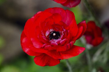 Parlak kırmızı gelincik bahçede çiçek açıyor.