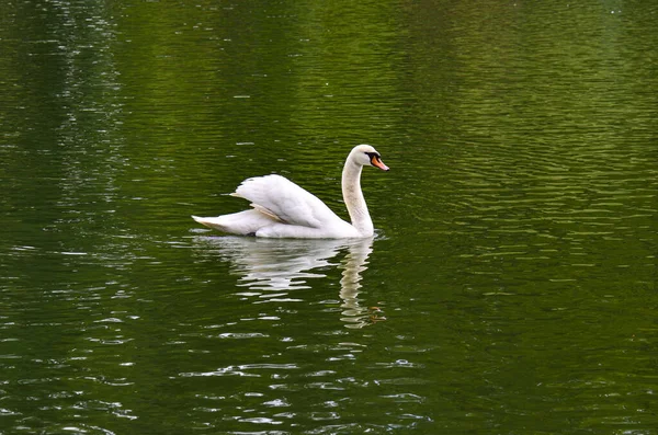 Страховой Лебедь Плавает Утренней Реке — стоковое фото