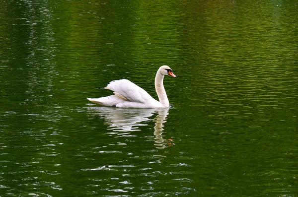 Belay Swan Swimming Morning River — Stock Photo, Image