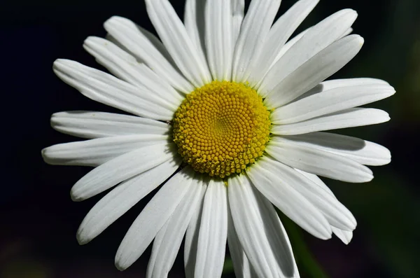 แมคโครท สวยงามของดอกเดซ — ภาพถ่ายสต็อก