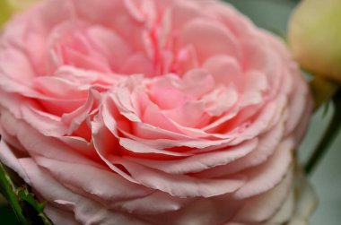 soluk pembe bir gülün makrosu