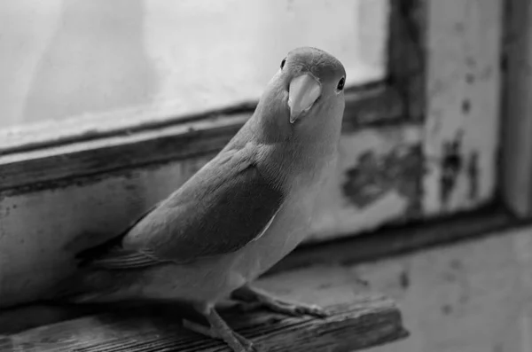 Ahşap Bir Pencerenin Arka Planında Siyah Beyaz Muhabbet Kuşu Papağanı — Stok fotoğraf