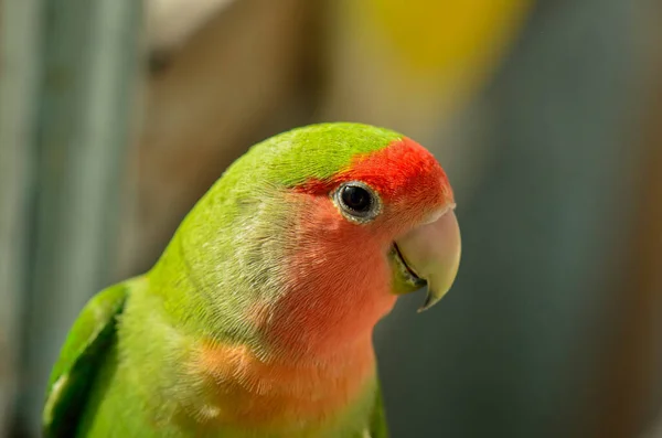 Lovebird Parrot Head Blurry Background — Stock Photo, Image