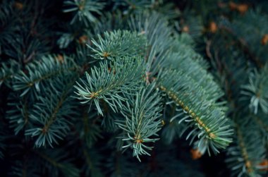 Mavi ladin şubesi kapanış makrosu