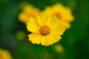 Bulanık bir arkaplanda parlak sarı çiçek